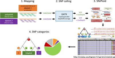 Phylogenomic Relationships and Evolution of Polyploid Salix Species Revealed by RAD Sequencing Data